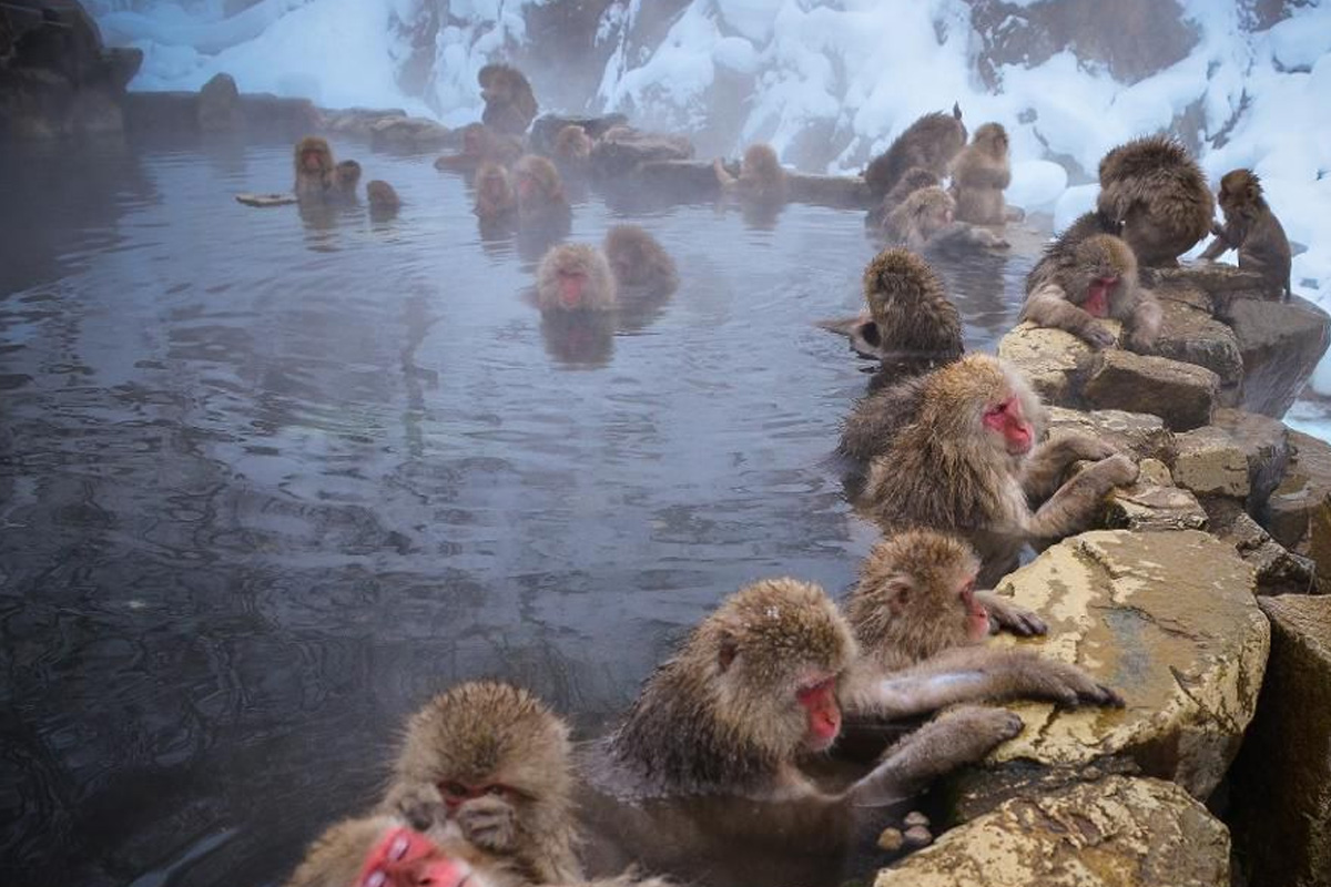 高宕山のニホンザル