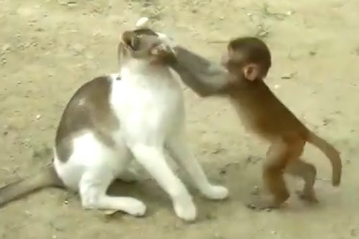 ペット入苑禁止