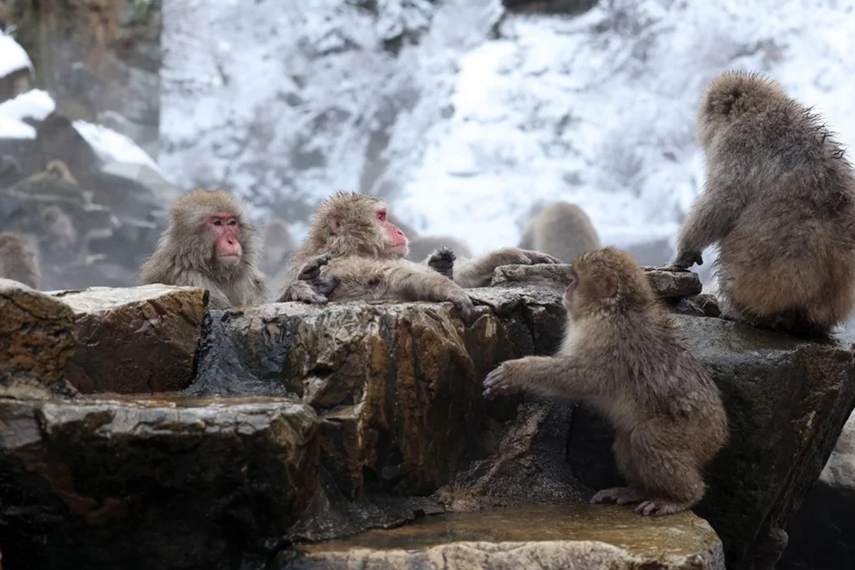 サルたちについて知る