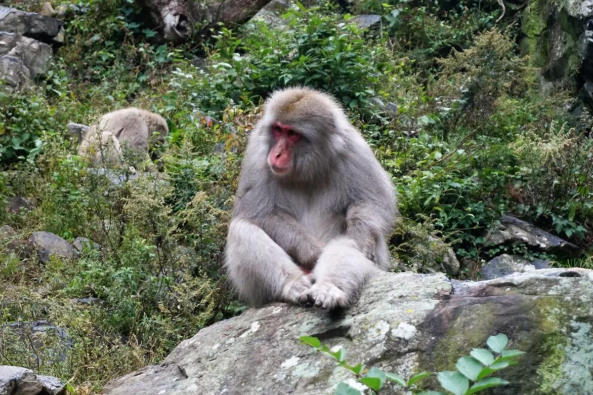 房総の豊かな山林